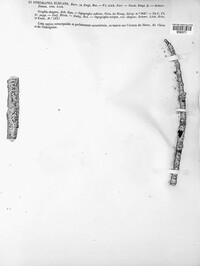 Lecanographa elegans image